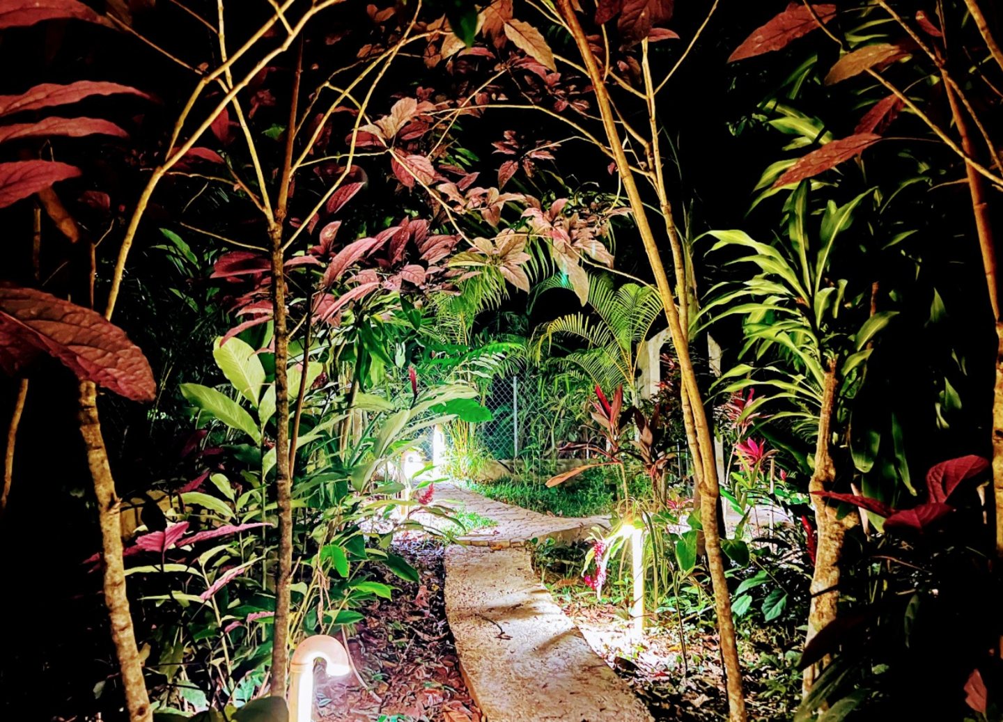 Sendero iluminado entre vegetación densa en Origin Site